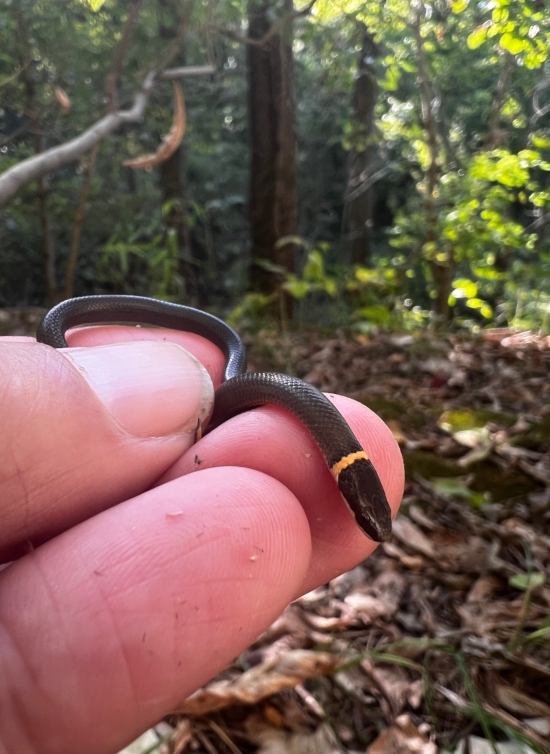 Southern Ringneck Snake